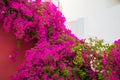 Bougainvillea flowers