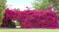 Bougainvillea Flowers Hedge