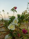 Bougainvillea flowers are inconspicuous white