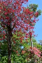 Bougainvillea Flowers in Mexico Royalty Free Stock Photo