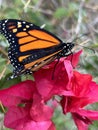 Bougainvillea flowers with monarch butterfly Royalty Free Stock Photo