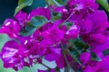 bougainvillea flowers n purple pink and leaves in a garden