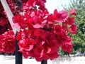 Bougainvillea Flowers In The Park Royalty Free Stock Photo