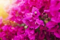 Bougainvillea flowers purple bush or buganvilla, bugambilia, bunga kertas, Napoleon, Santa Rita or Papelillo Royalty Free Stock Photo