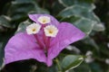 Bougainvillea flowers surrounded by magenta bracts