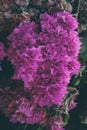 Bougainvillea flowers texture and background. Purple flowers of bougainvillea tree. Royalty Free Stock Photo