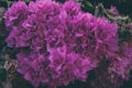 Bougainvillea flowers texture and background. Purple flowers of bougainvillea tree. Royalty Free Stock Photo