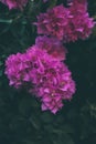 Bougainvillea flowers texture and background. Purple flowers of bougainvillea tree. Royalty Free Stock Photo