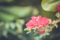 Beautiful magenta bougainvillea flowers, soft pastel colors. Relaxing nature, tropical garden closeup Royalty Free Stock Photo