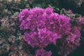 Bougainvillea flowers texture and background. Purple flowers of bougainvillea tree. Royalty Free Stock Photo