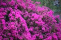 Bougainvillea flowers texture and background. Red flowers of bougainvillea tree. Close up view of bougainvillea red flower. Colorf