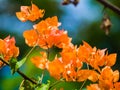 Yellow bougainvillea bloom in the garden, vietnamese. Colorful yellow flowers texture and background for designers.