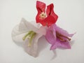 Bougainvillea flowers in three colors