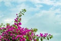 Bougainvillea flowers are tiny trumpet-shaped blossoms, ornamental flower Royalty Free Stock Photo