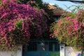 Bougainvillea flowers trellis