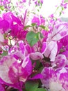 bougainvillea flowers of the type of ice cream in the village of Koto Lebuh Tinggi Indonesia