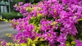 Bougainvillea flowers of various colors with fresh green leaves.