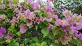 Bougainvillea flowers of various colors with fresh green leaves.