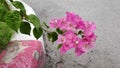 Bougainvillea flowers of various colors with fresh green leaves.