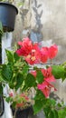 Bougainvillea flowers of various colors with fresh green leaves.