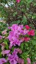 Bougainvillea flowers of various colors with fresh green leaves.