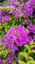 Bougainvillea flowers of various colors with fresh green leaves.