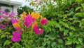 Bougainvillea flowers of various colors with fresh green leaves.