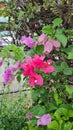 Bougainvillea flowers of various colors with fresh green leaves.