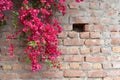 Bougainvillea in full bloom on concrete and brick wall Royalty Free Stock Photo
