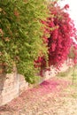 Bougainvillea in full bloom on concrete and brick wall Royalty Free Stock Photo