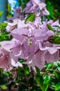 The Bougainvillea flower plant