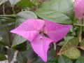 Bougainvillea is a genus of thorny ornamental vines, bushes, and trees in bloon the garden.