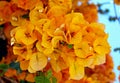 Yellow Bougainvillea flower blossom