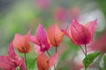 Bougainvillea Royalty Free Stock Photo