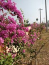 Bougainvillea glabra wall flowers plants