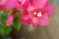 Bougainvillea is a genus of thorny ornamental vines, bushes, or trees. selective focus.