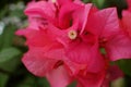 Bougainvillea is a genus of thorny ornamental vines, bushes, or trees. selective focus.