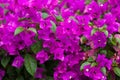 Bougainvillea glabra blooming purple flowers