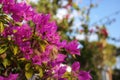 Bougainvillea glabra Choisy