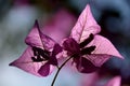 Bougainvillea glabra