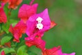 Bougainvillea glabra flower , the lesser bougainvillea or paperflower