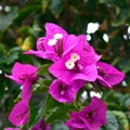 Bougainvillea Glabra flower, paperflower Royalty Free Stock Photo