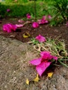 bougainvillea glabra flowers bloom and fall to the ground in purple and beautiful colors Royalty Free Stock Photo