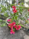 Bougainvillea glabra flowers blooming on a sunny summer morning. Royalty Free Stock Photo