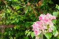 Bougainvillea glabra in garden.