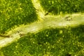 Bougainvillea Glabra Leaf Microscope 100x Royalty Free Stock Photo