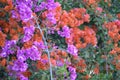 Bougainvillea glabra or paperflower, fucsia and red flowers Royalty Free Stock Photo