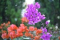 Bougainvillea glabra or paperflower, fucsia and red flowers. Bokeh effect Royalty Free Stock Photo