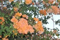 Bougainvillea or paperflower, yellow peach flowers.