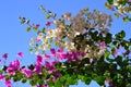 Bougainvillea  or paperflower,  white and fucsia flowers. Blue skies Royalty Free Stock Photo